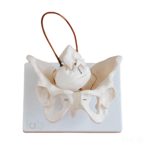 Human Birth Demonstration Model Manufacturers, Supplier & Exporters in ...