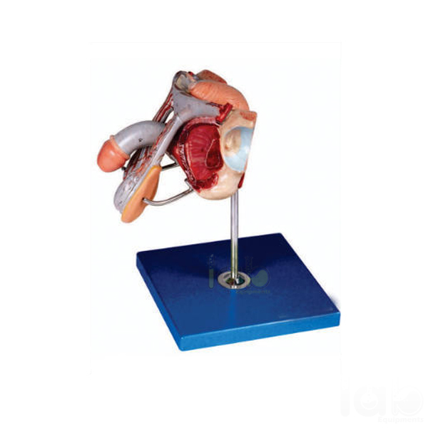 Human Male Genital Organs Model