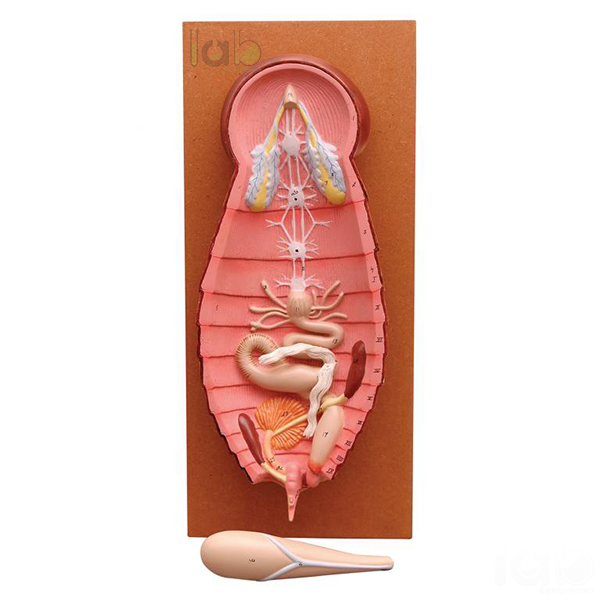 Cockroach Dissection Male Model