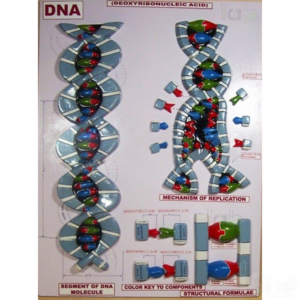 DNA Model on Base