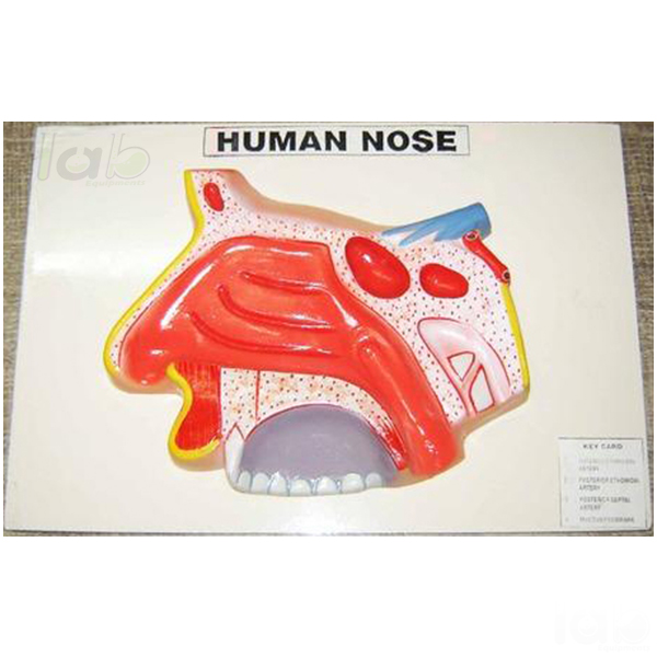 Human Nose Model