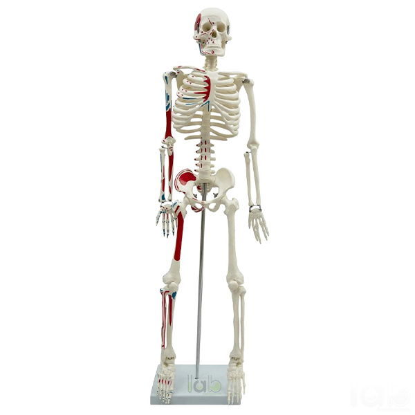 Medium Human Skeleton Model, Painted