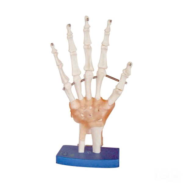 Life Size Hand Joint Model With Ligaments