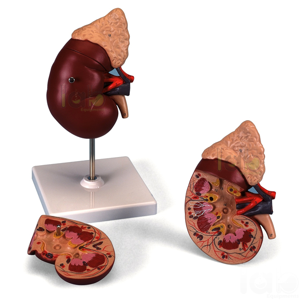 Human Kidney On Stand Model