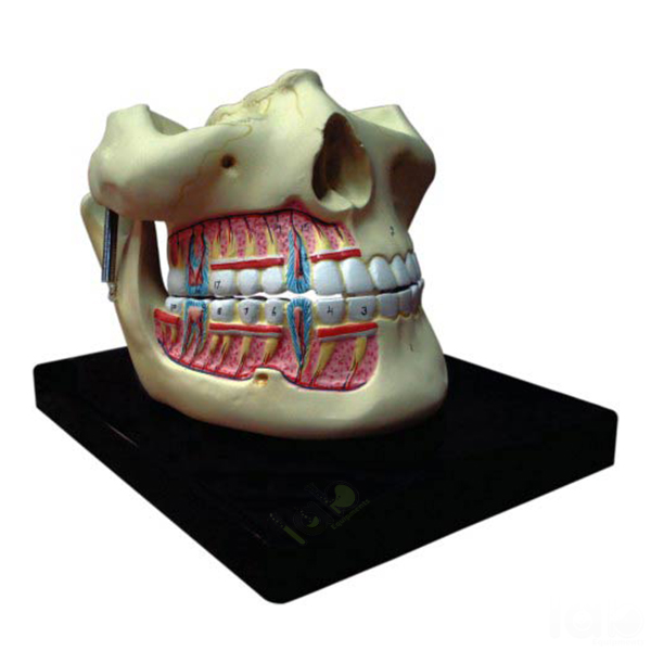 Human Teeth Model, Upper and Lower Jaw with Partial Skull