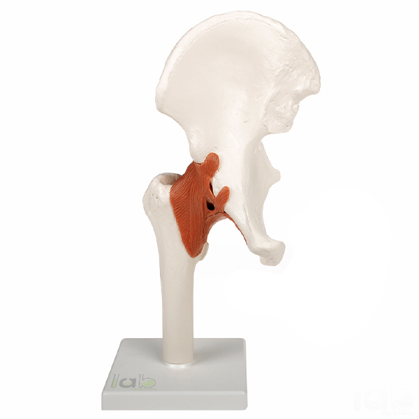 Human Hip Joint Model