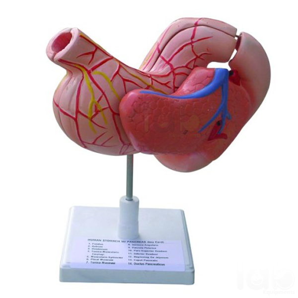 Human Stomach Model on Stand