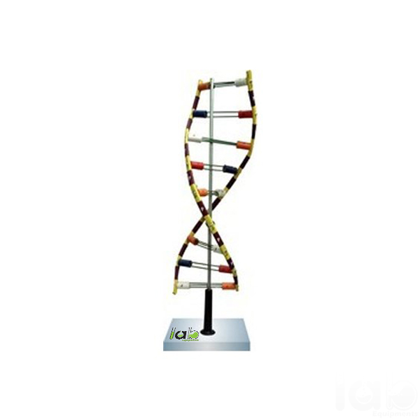 DNA Model Standing Economy
