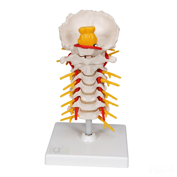 Human Cervical Spinal Column Model