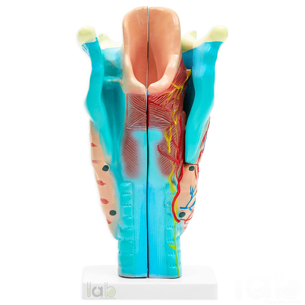Human Larynx Model, Full Size 3 Parts