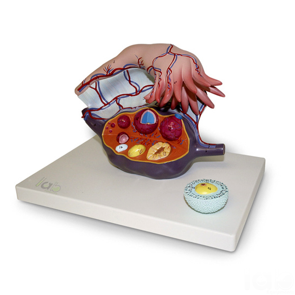 Ovary Structure Model