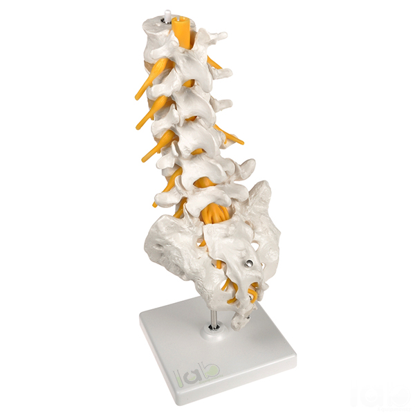 Human Lumbar Spinal Column Model