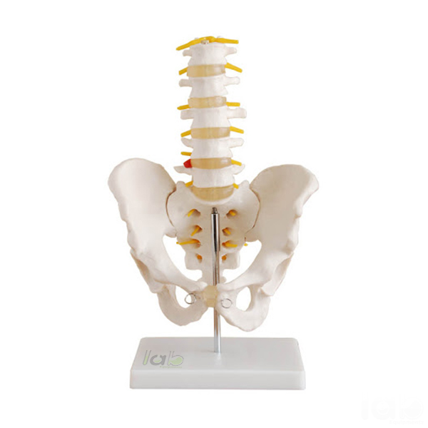 Human Pelvis Structural Model With 5 Pcs Lumbar Vertebrae