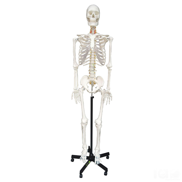 Human Skeleton Model, Life Size PVC
