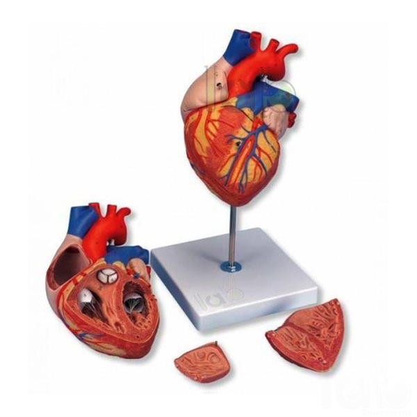 Human Heart Model 3 Parts