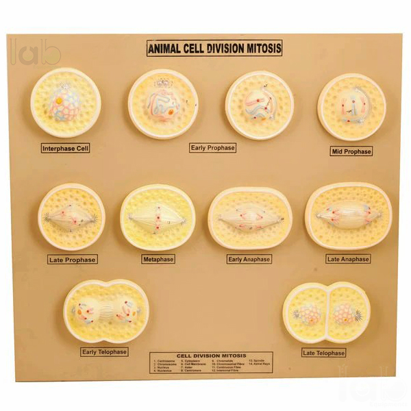 Animal Cell Division Mitosis Model