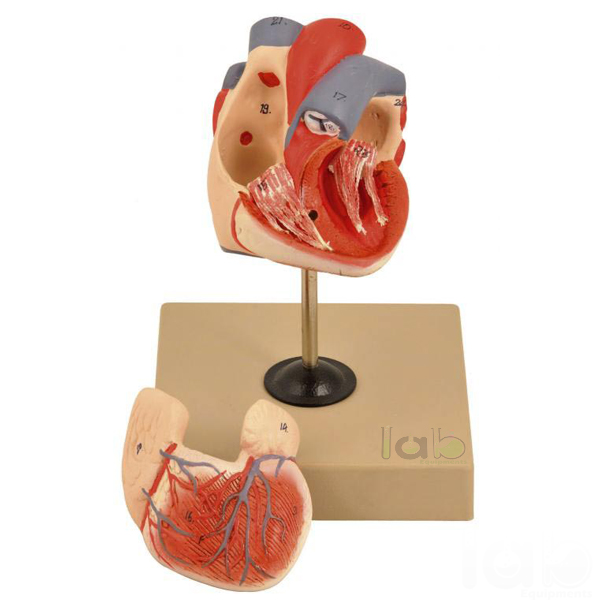 Human Heart Model 2 Parts