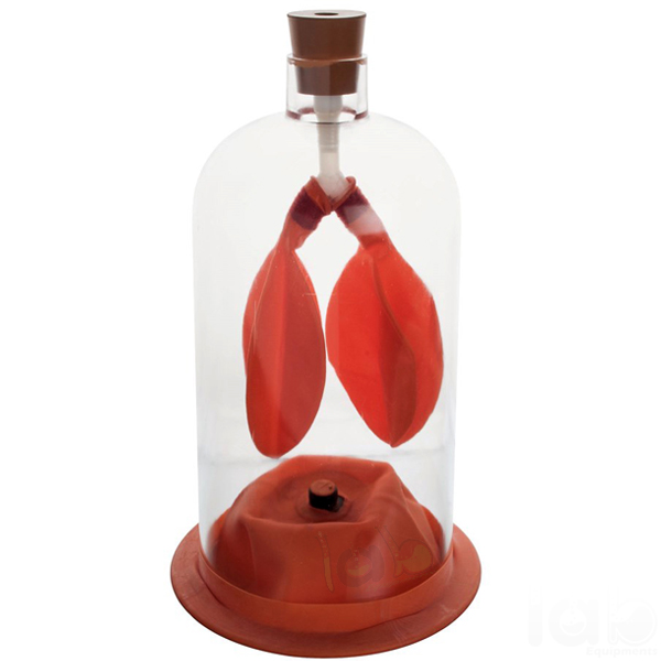 Human Lung Model in Bell Jar
