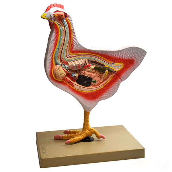 Bird Dissection (Domestic Hen) Model