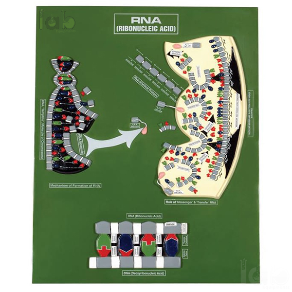 RNA Model
