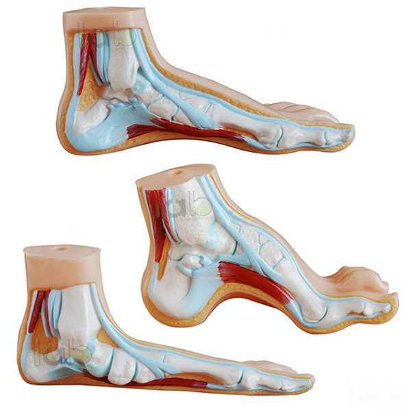 Human Foot Set Model