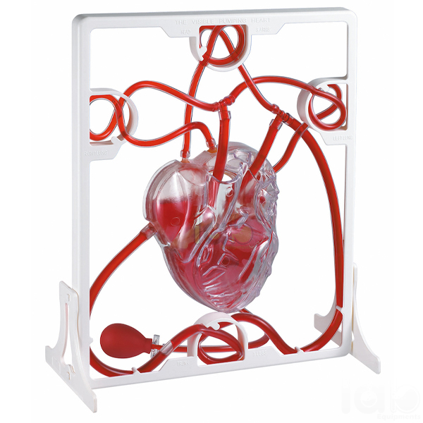 Human Pumping Heart Model