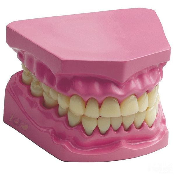 Human Teeth Model, Dental Care Small