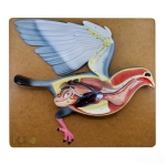Bird Dissection - Pigeon Model