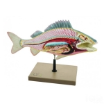 Fish Dissection Model