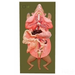Rat Dissection Female Model
