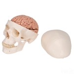 Classic Human Skull With Brain