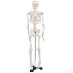 Human Skeleton Model, Economy