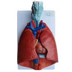 Human Lungs with Heart and Larynx