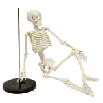 Human Skeleton Model, Small Plastic