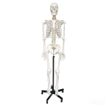 Human Skeleton Model, Life Size PVC