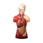 Human Torso Model, Full size 9 Parts