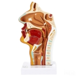 Anatomical Human Nasal Cavity Model