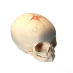 Human Infant Skull Model