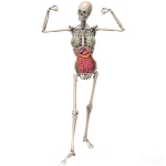 Human Skeleton with Internal Organs & Muscles
