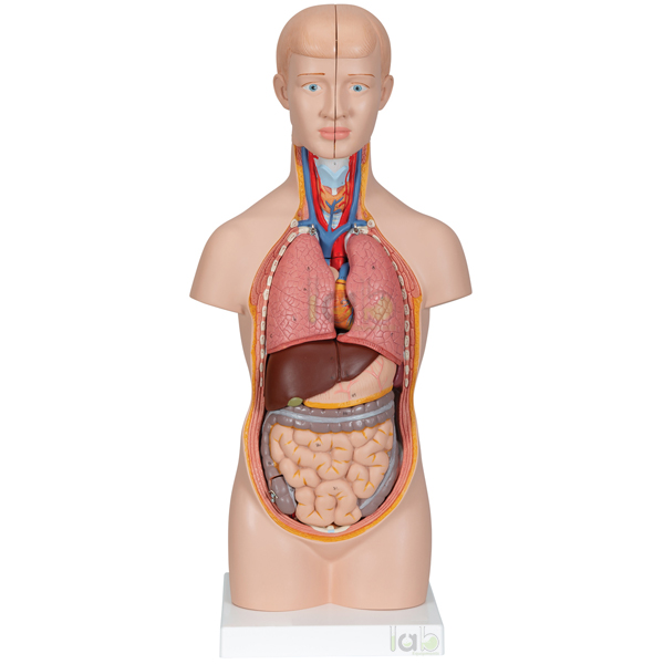 Human Torso Model, Mini Manufacturers, Supplier & Exporters in Ambala ...